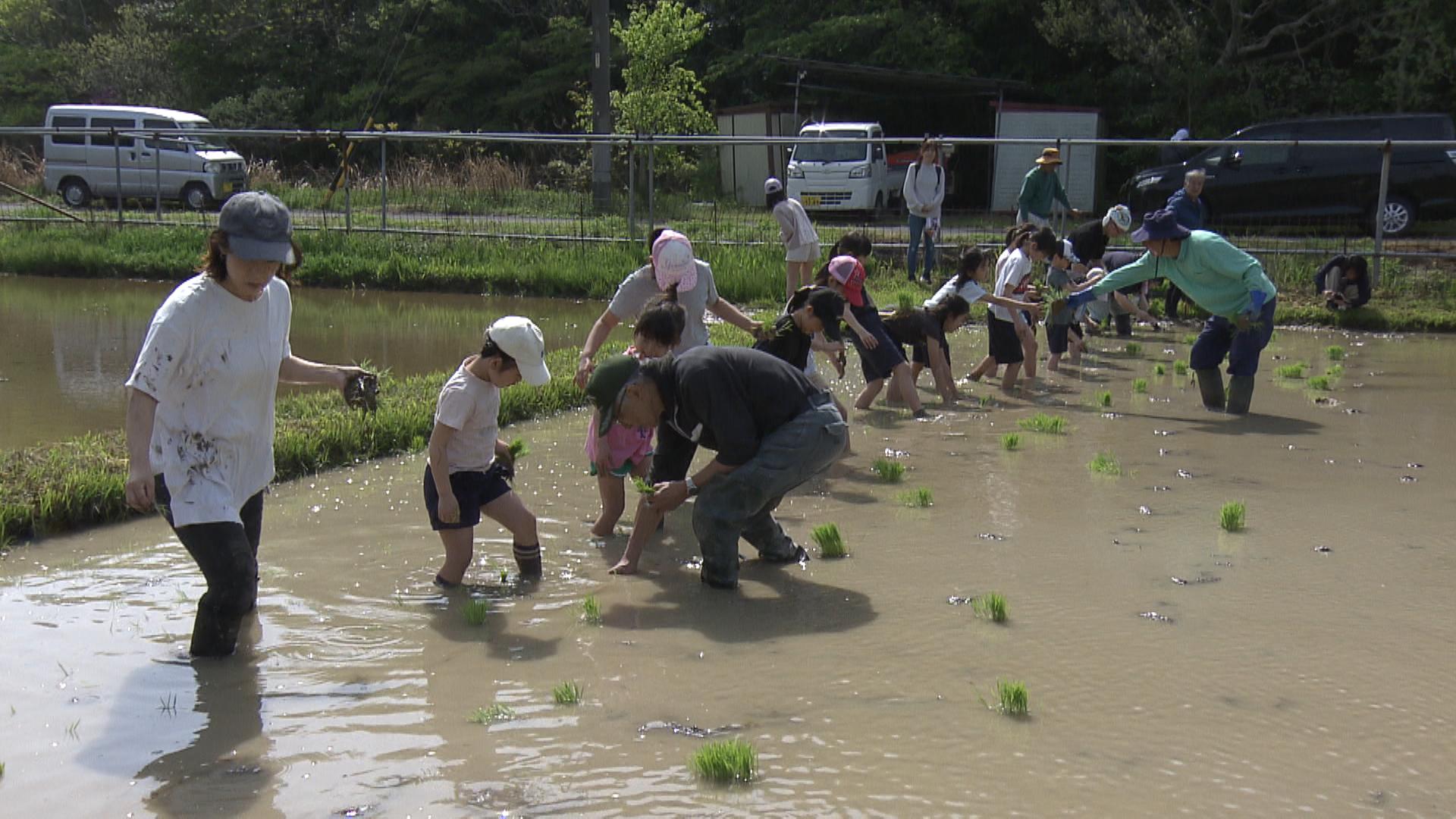 「おいしいお米になって」　小学生が田植え体験　農業の大切さ学ぶ