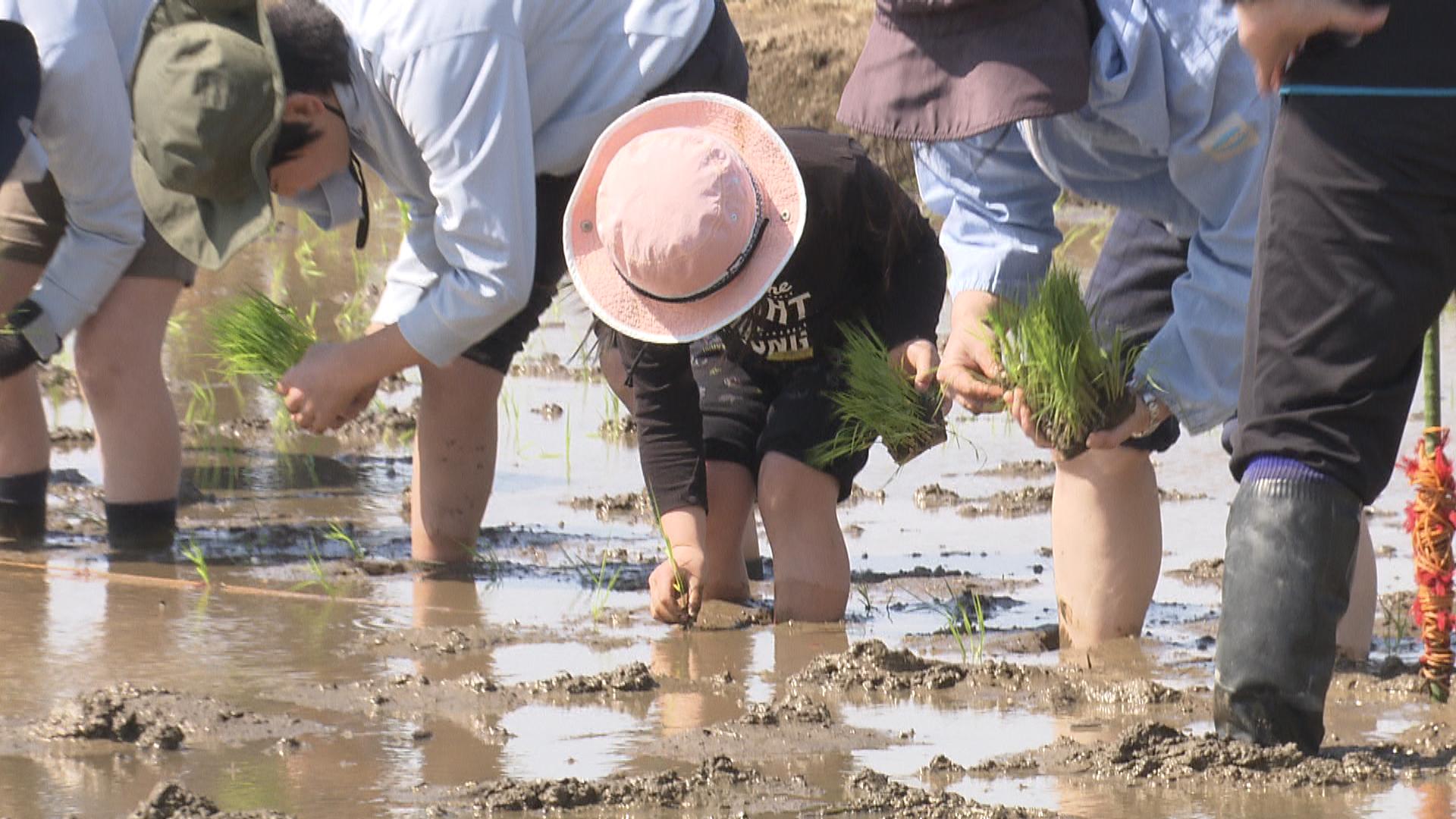 米の高騰続くなか…　子どもたちが田植え体験