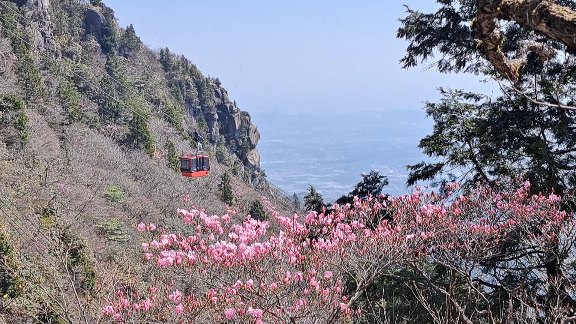 可れんなピンクの花　自生の「アカヤシオ」が見頃　
