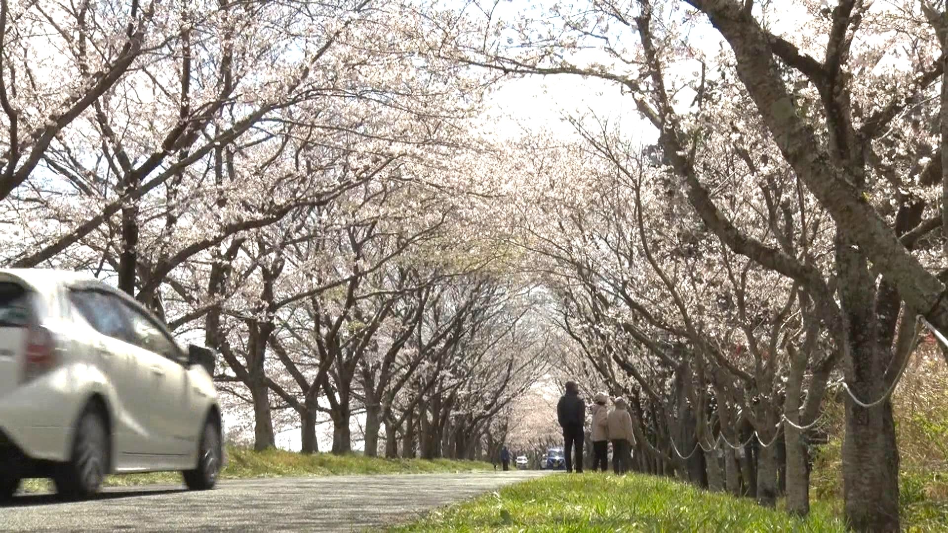 川沿いの花街道で青空いっぱいに満開のソメイヨシノ
