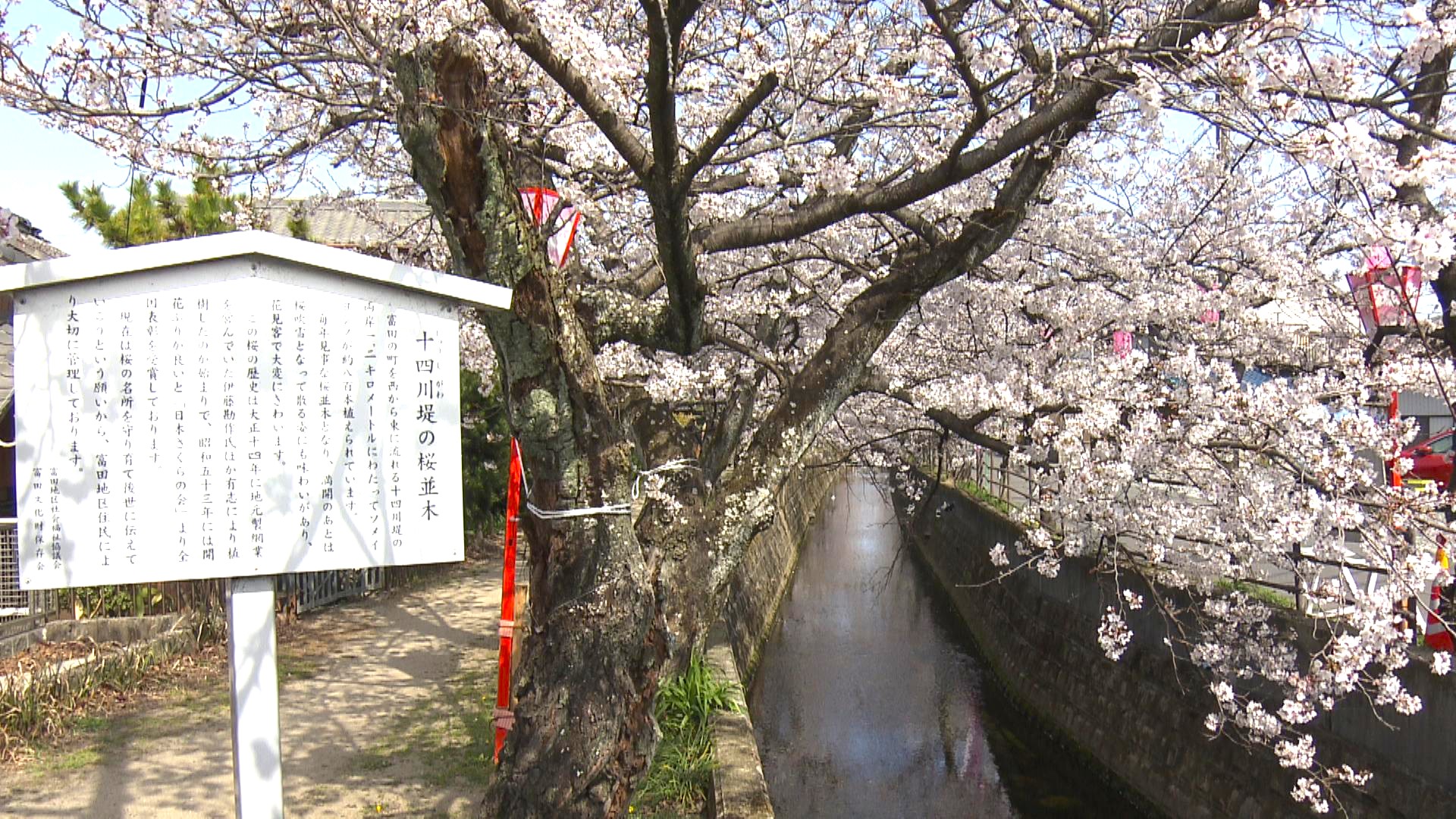 桜の名所・十四川でソメイヨシノ満開　花見客でにぎわう
