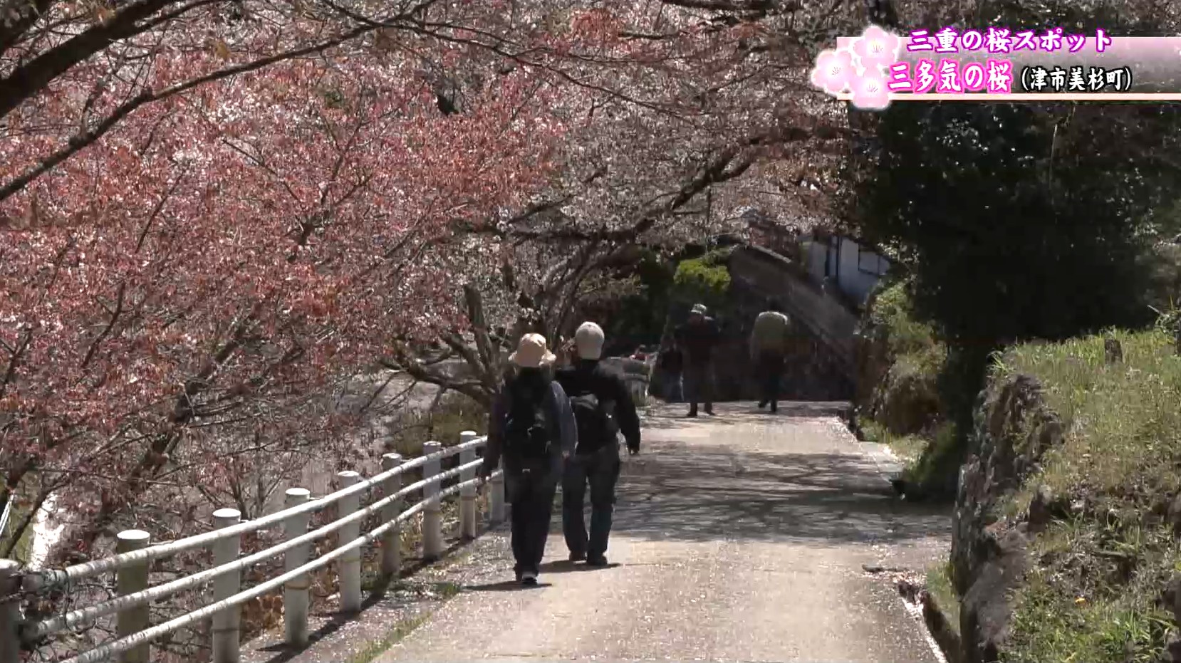 桜の名所で満開迎える　三多気の桜