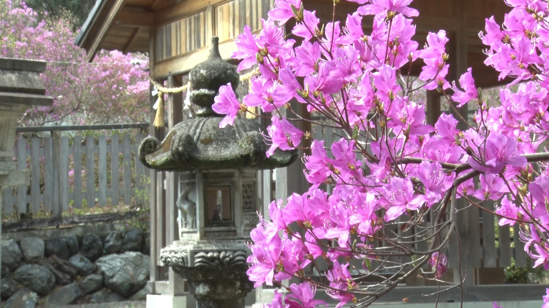 サクラのあとを彩るムラサキツツジ　伊奈冨神社で見頃