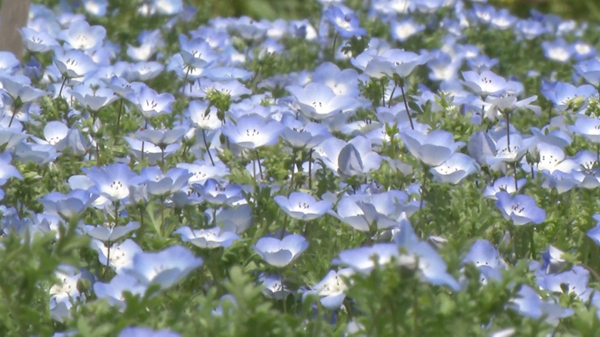 青のネモフィラと紫の諸葛菜の花が見頃
