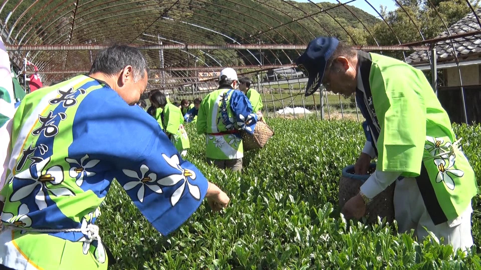 伊勢神宮に奉納される新茶の初摘み