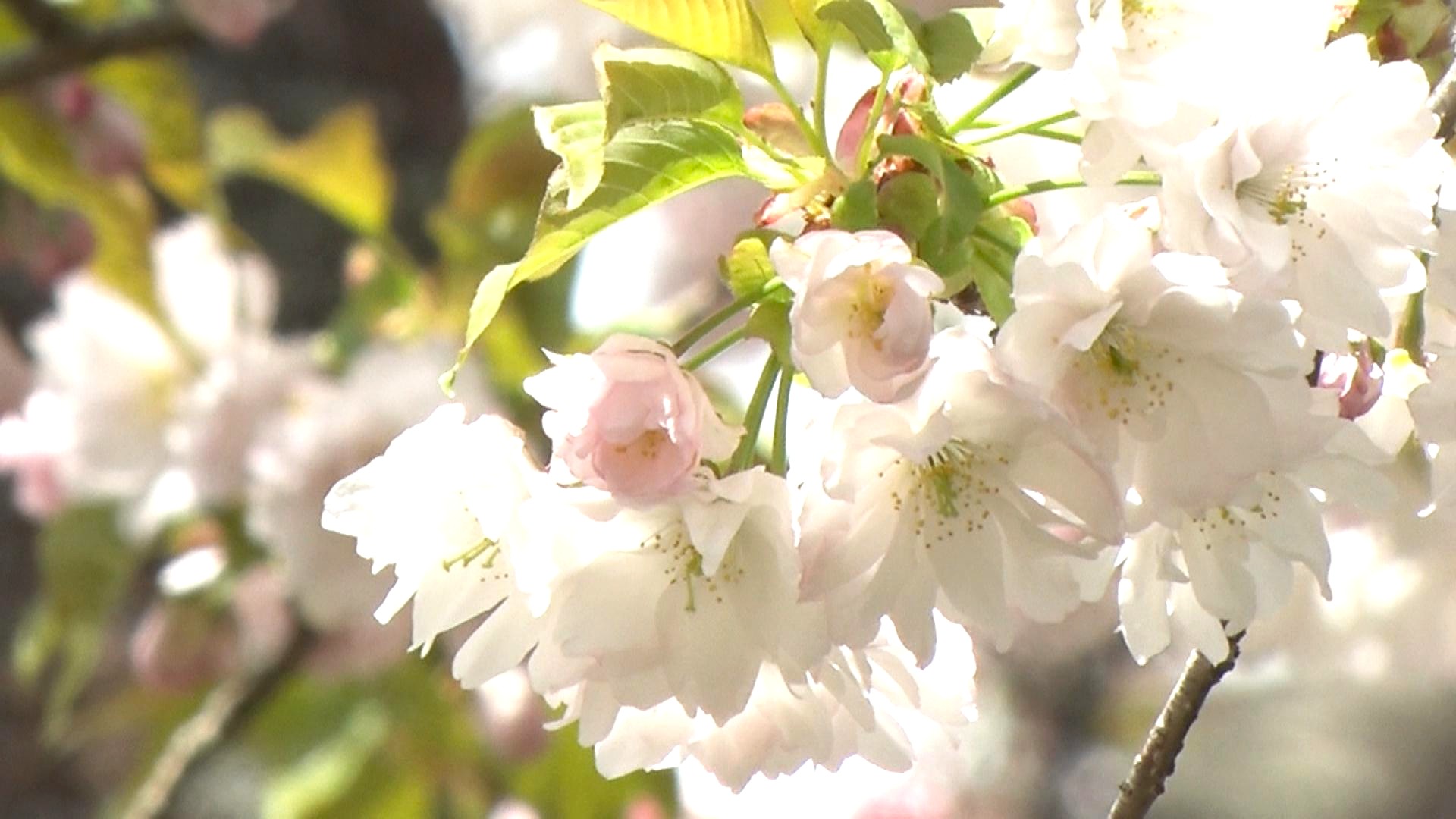 民家で珍しい桜が見頃に