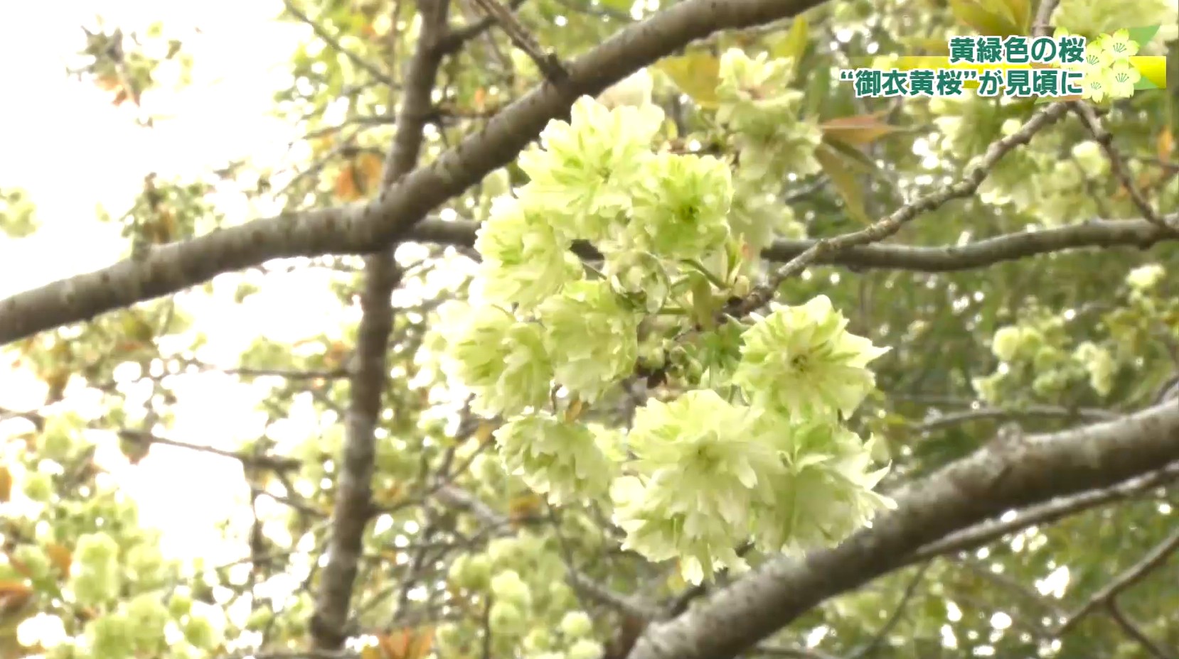 貴族がまとう着物のよう　風にゆれる萌黄色の桜が見ごろ