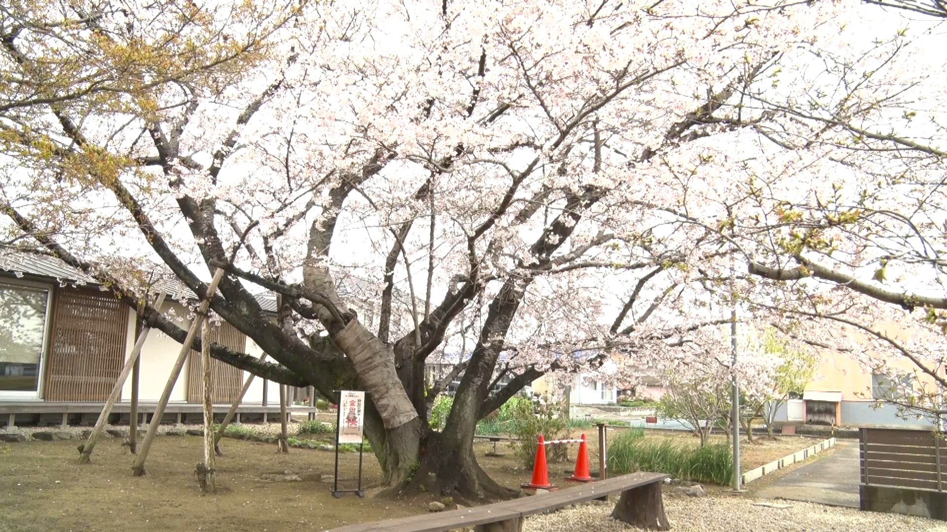 北海道の名づけ親・松浦武四郎の実家でも桜が満開　地元の人たちがお花見楽しむ