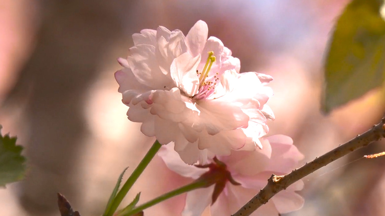 奈良時代に朝廷へ献上　「花垣の八重桜」の成長を願い　桜を観る会