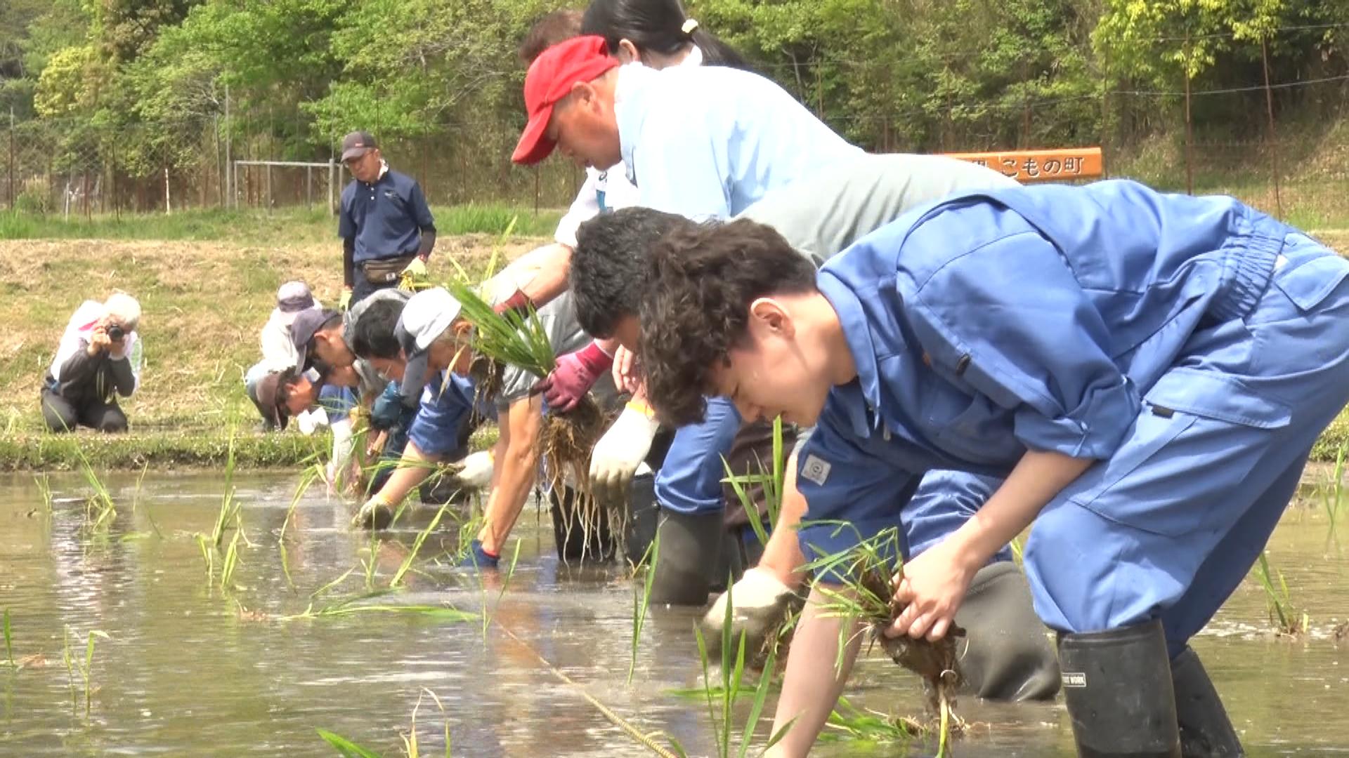 町の名前の由来となった「マコモ」の田植え　三重・菰野町