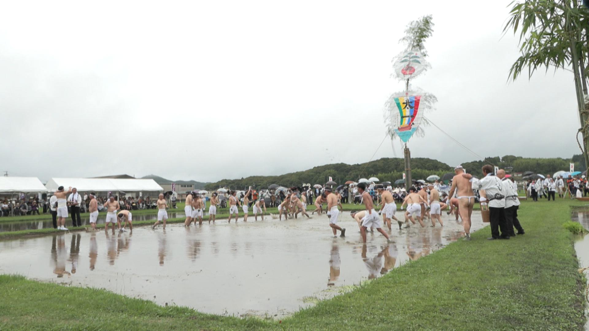 「エンヤー」の掛け声とともに竹を引き回す　伝統の「御田植祭」　