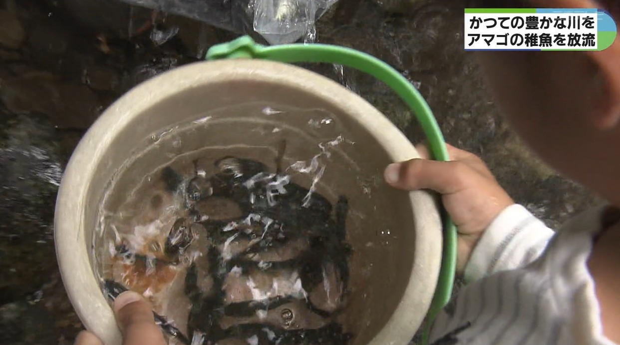 地元の川を豊かに　アマゴの稚魚を放流