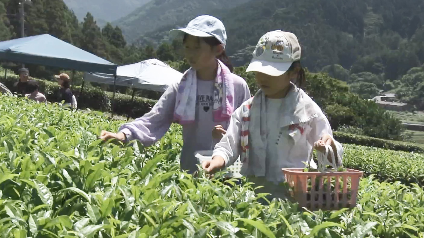「いっぱいとれた」　子どもたちが茶摘み体験　緑茶の魅力学ぶ