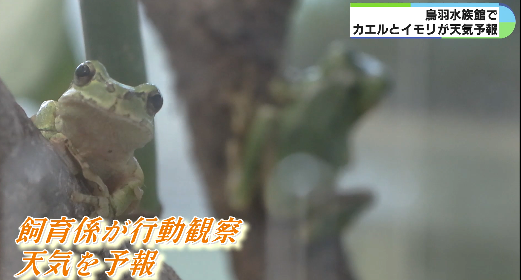 カエルとイモリが天気予報　三重・鳥羽水族館