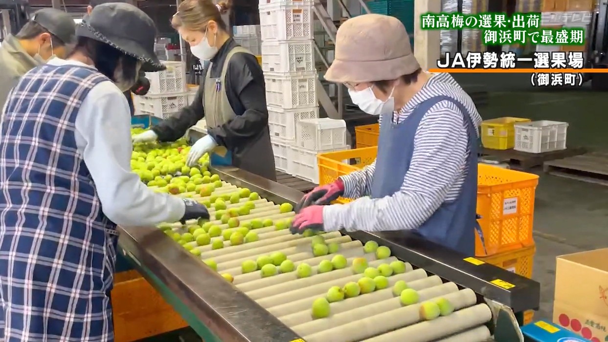 「今年もいい出来」　最高級品種「南高梅」の選果と出荷が最盛期