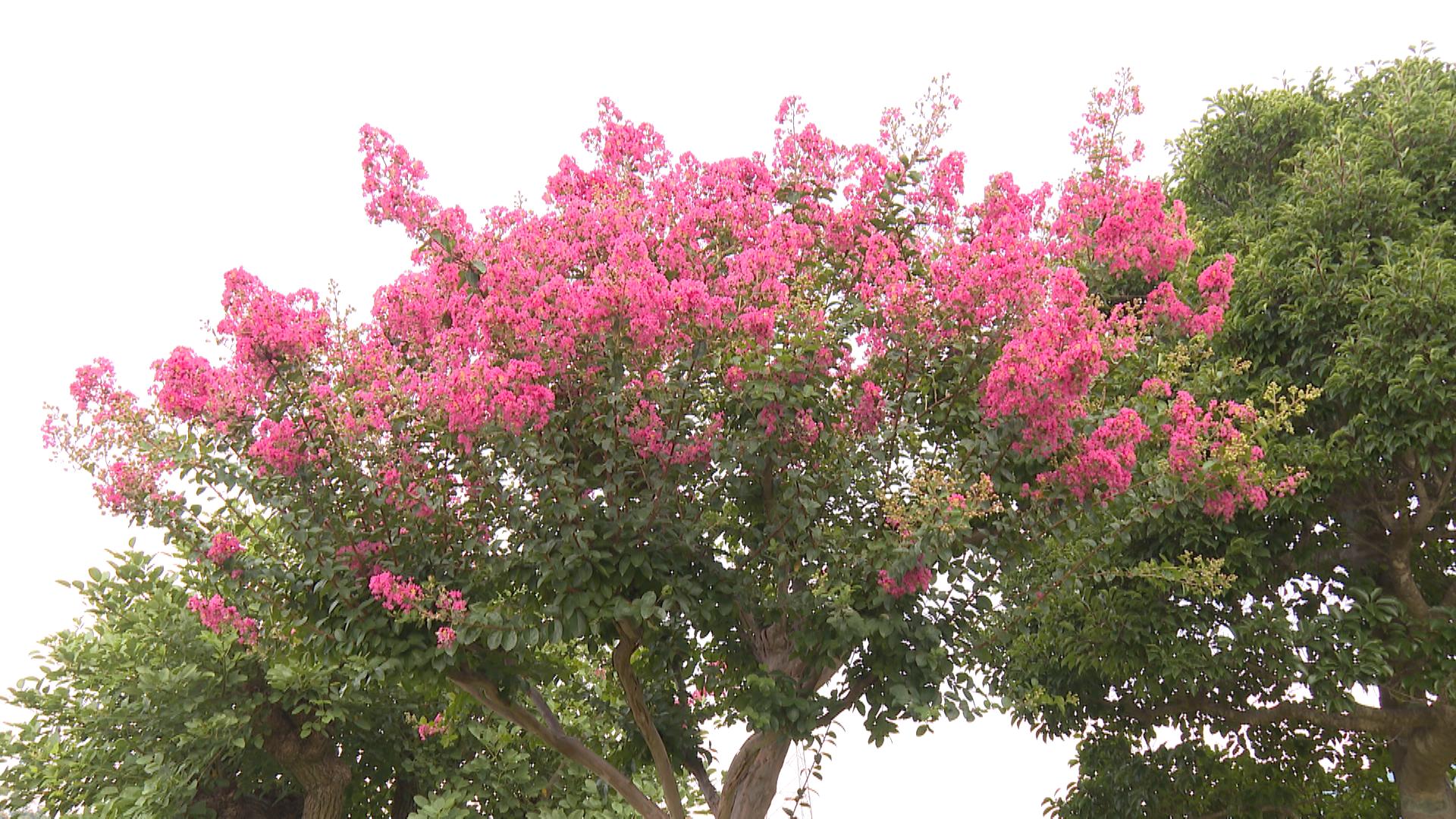 夏の青空バックに鮮やかな紅色や桃色の花　サルスベリ見ごろ　