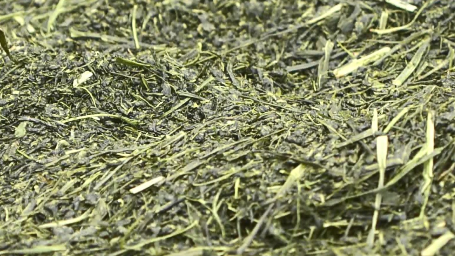 8つの市町からかぶせ茶や深蒸し煎茶など　「伊勢茶」の品評会
