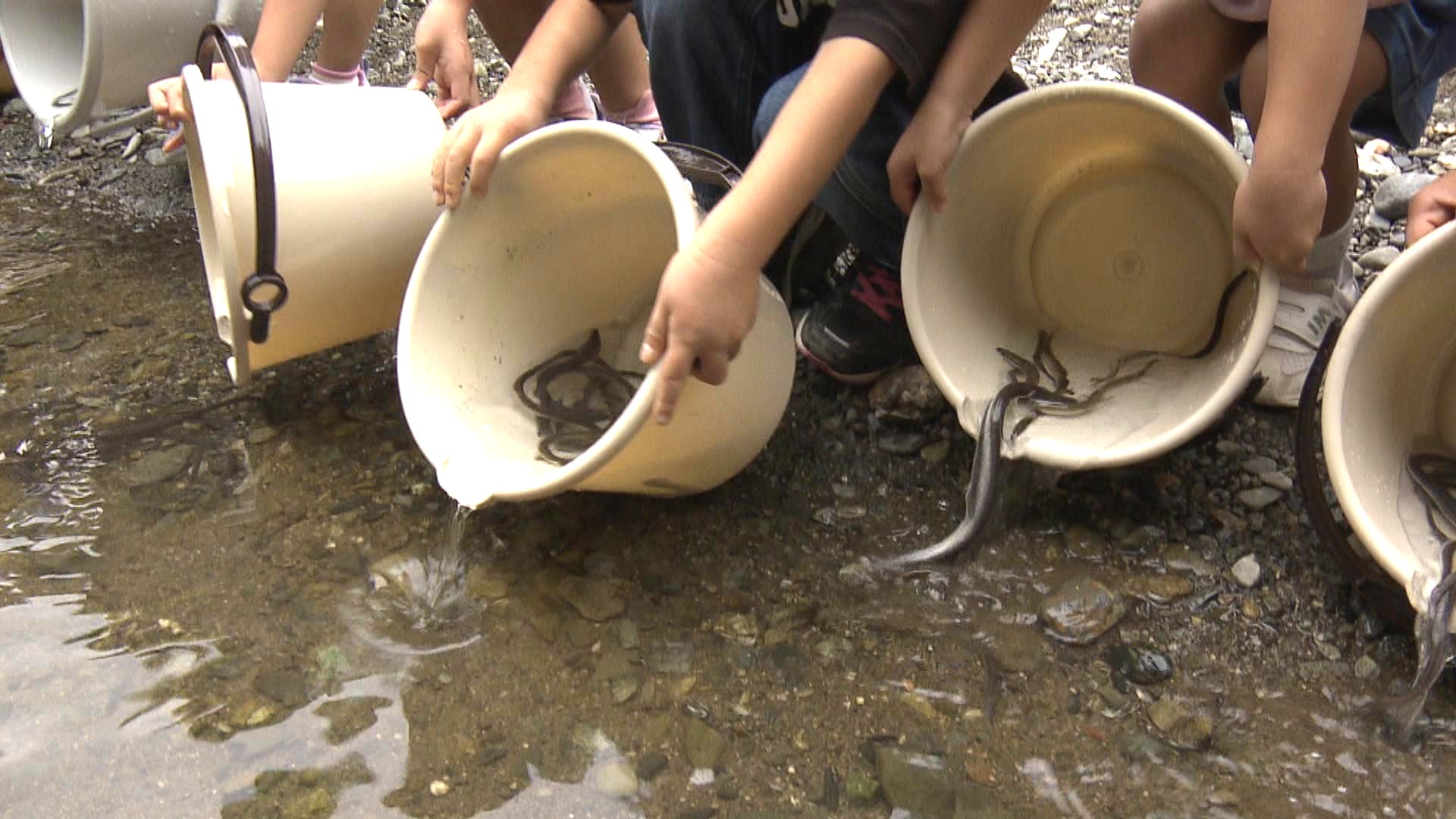 子どもたちが二ホンウナギの幼魚約400匹を宮川へ放流