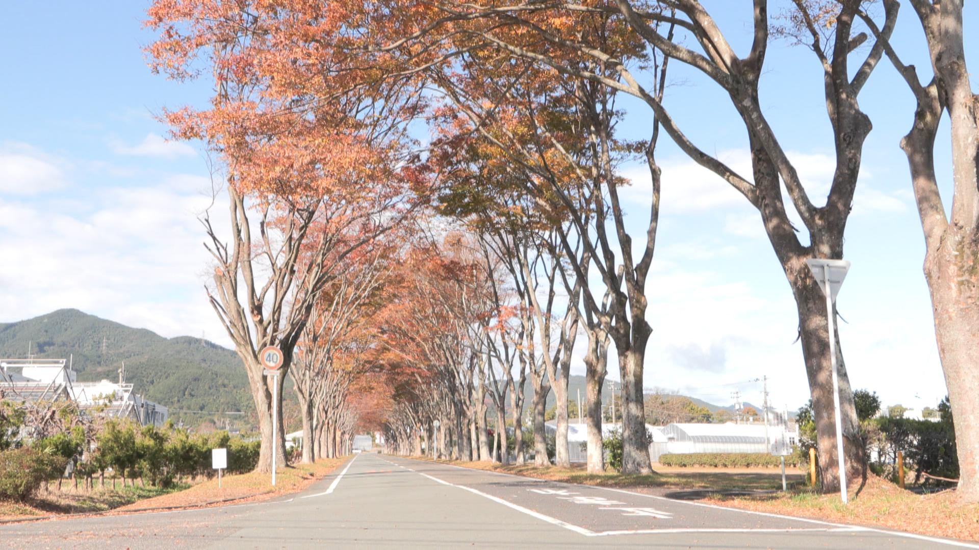 ケヤキ並木で紅葉のトンネル