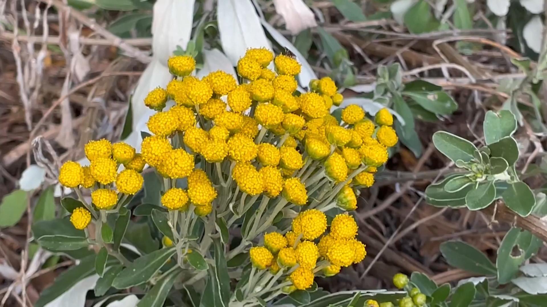 紀伊半島の固有種「キノクニシオギク」　世界遺産・鬼ケ城で見ごろ