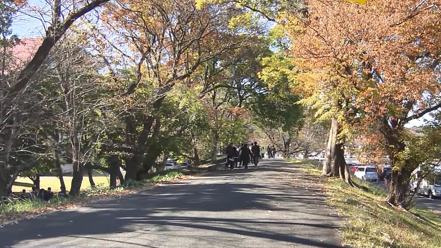 秋深まる五十鈴川　イチョウや桜が色づく