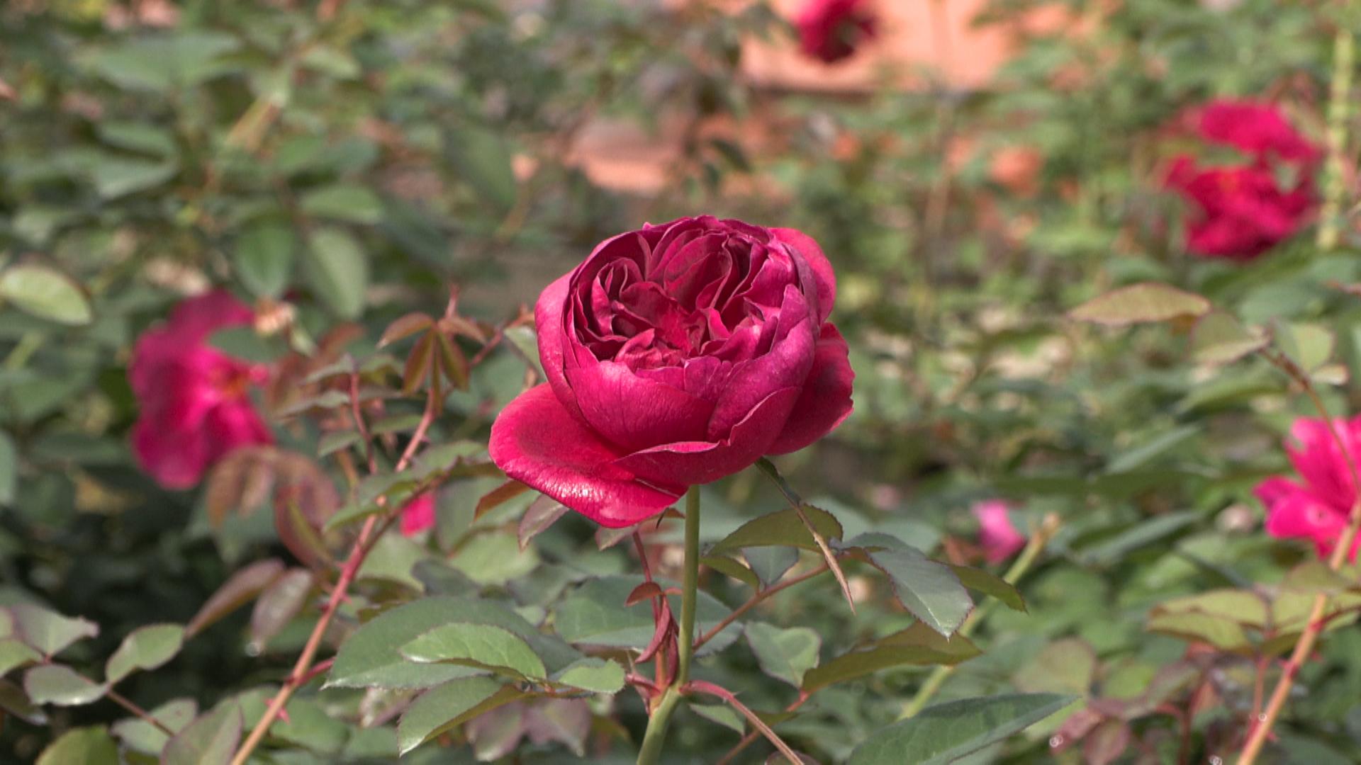 ベルファームのバラ美しく