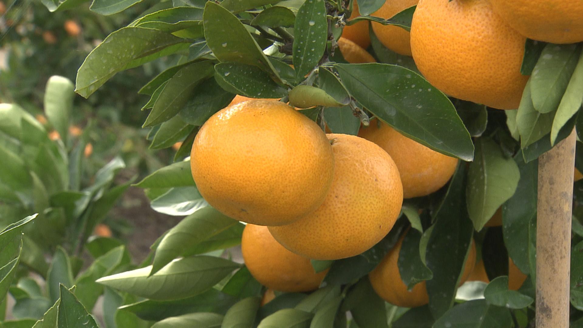 特徴やこだわりなど理解深める みかんの産地見学で生産者と交流 三重