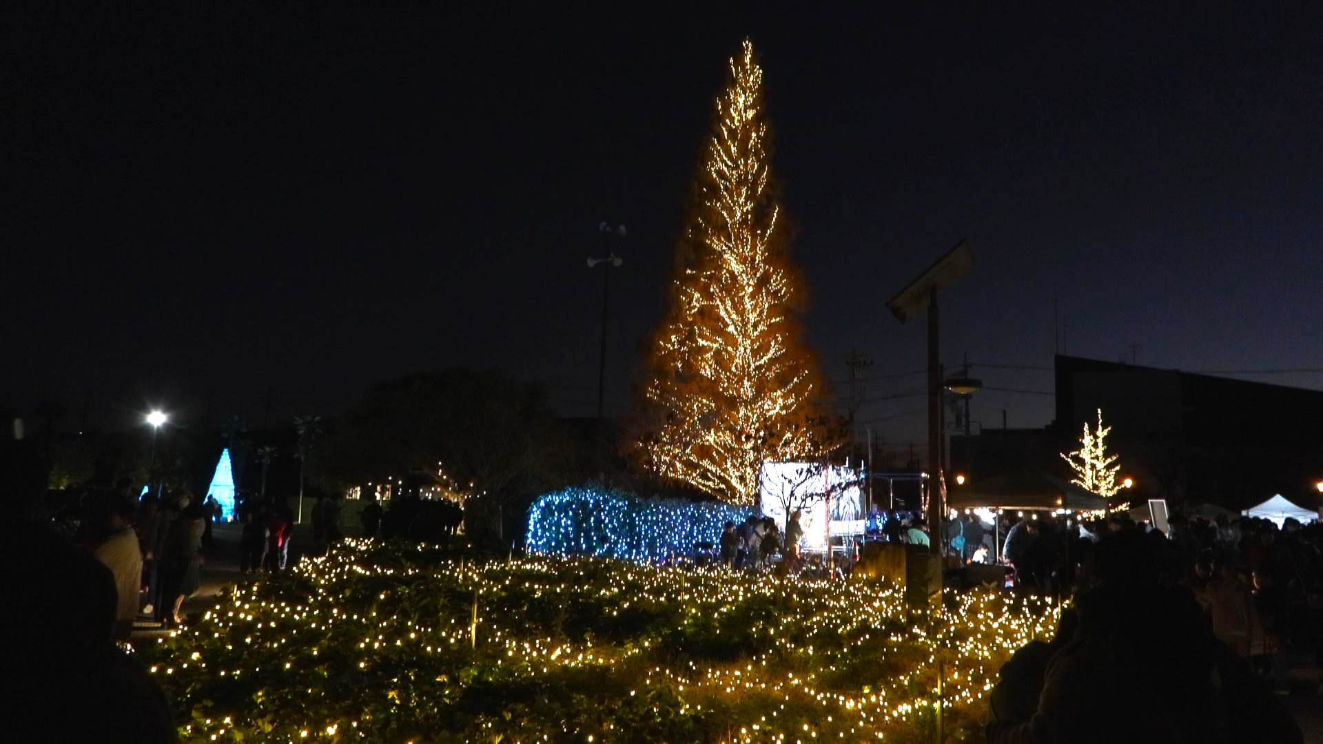 小学4年生の提案が実現　巨大メタセコイアをクリスマスツリーに