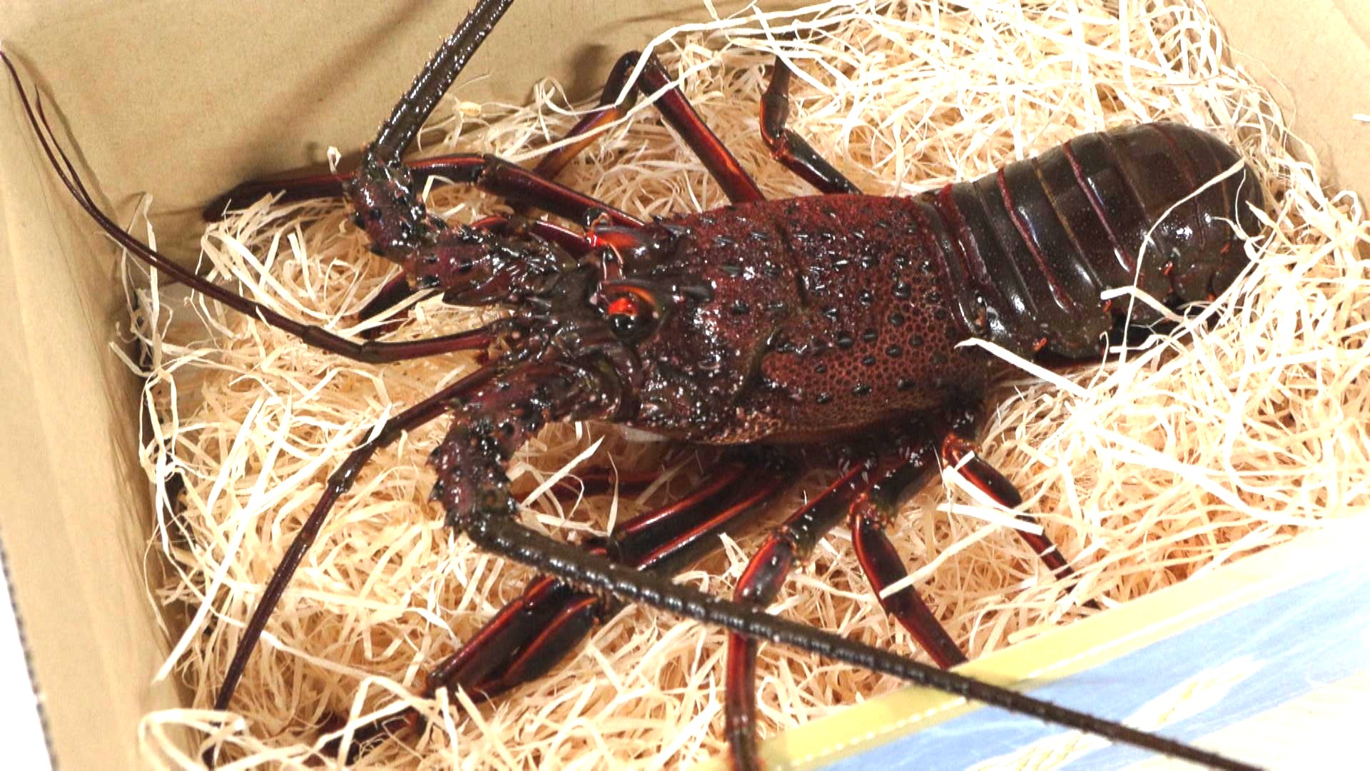 贈答用伊勢エビの発送スタート　1箱2～3匹の商品が売れ筋