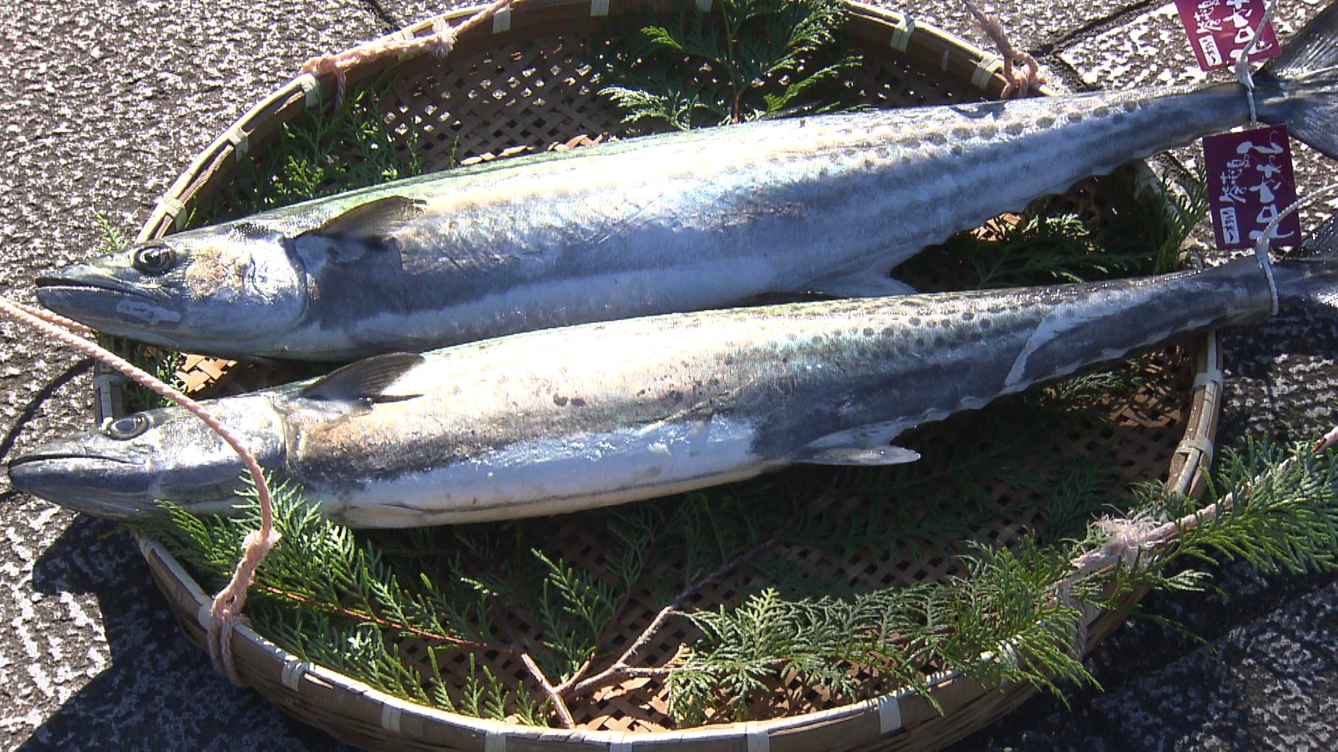脂のり抜群の「答志島トロさわら」　伊勢神宮へ奉納　豊漁と海の安全祈願