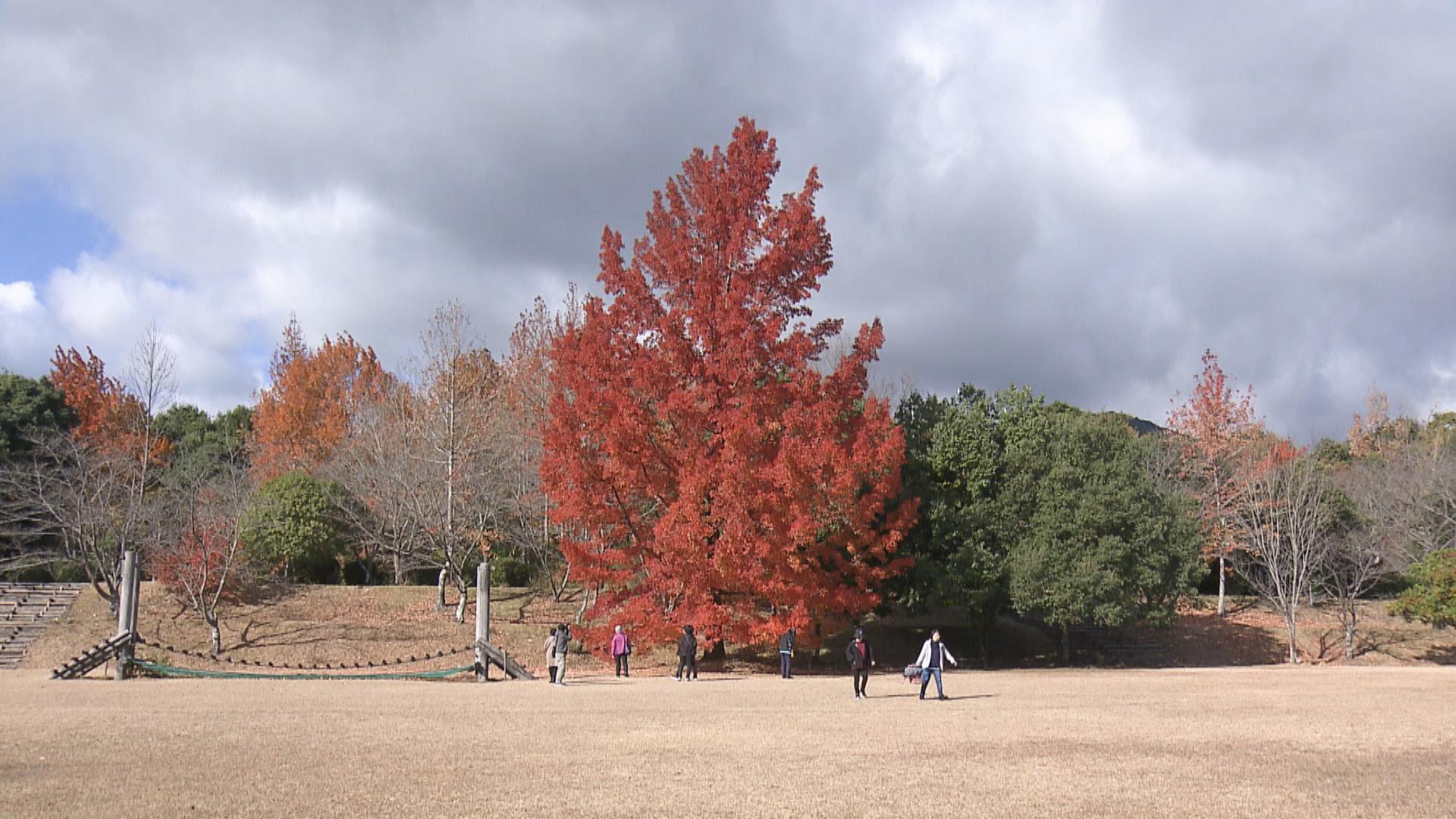 「赤いクリスマスツリー」フウの木が見ごろ　三重県民の森で紅葉ピーク