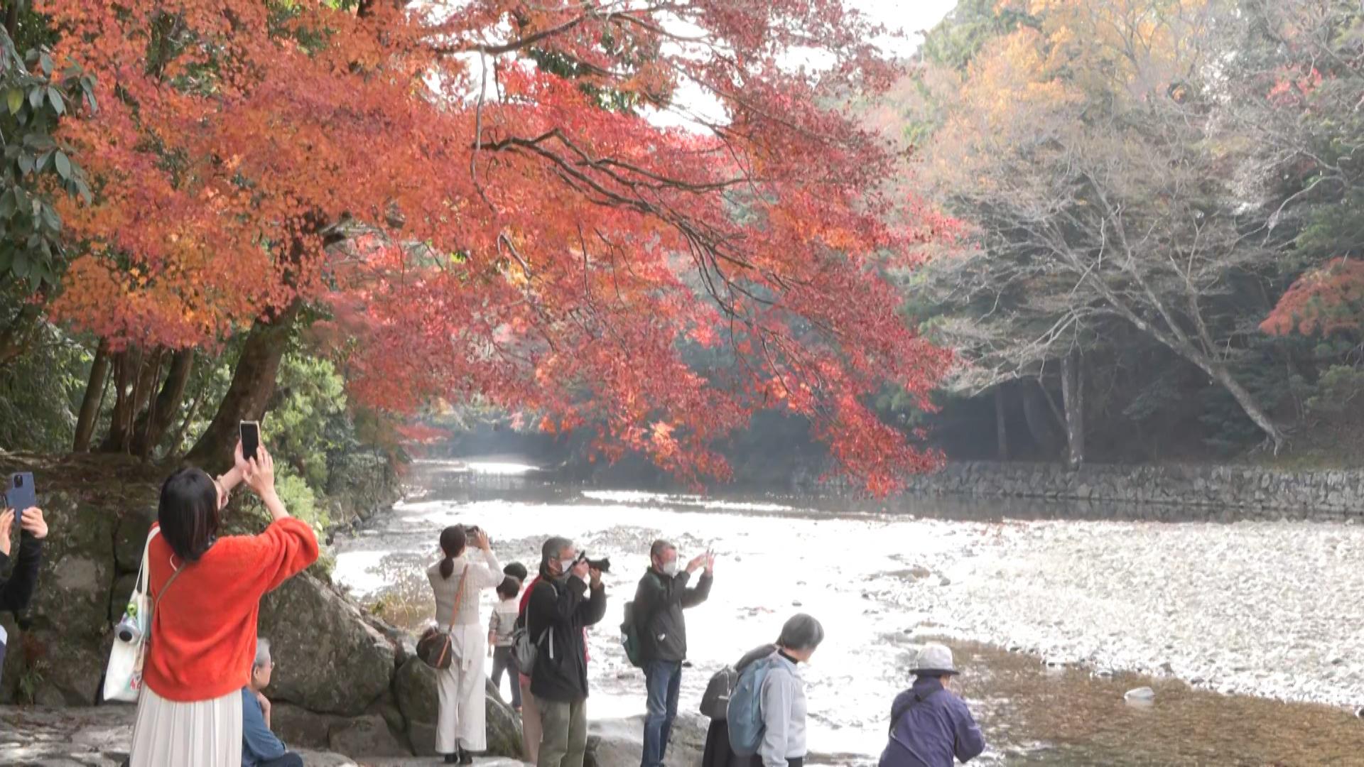 伊勢神宮内宮で紅葉見ごろ　オレンジや赤で神域に彩り
