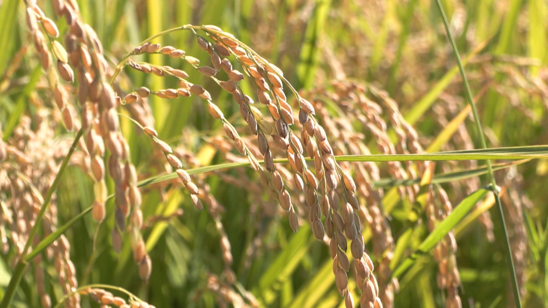 民間の在庫量が過去最大レベル増加の見込み　来年の県産米を約3000トン減産へ