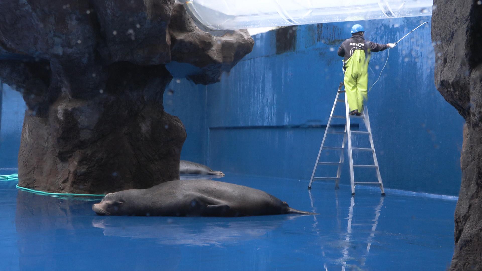 鳥羽水族館で海獣たちの水槽　年末恒例の大掃除