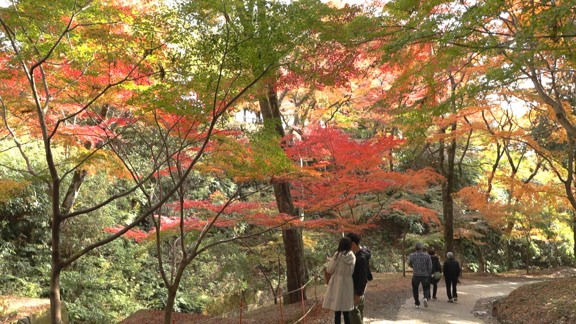 百人一首など多くの和歌に読まれる名所　水沢もみじ谷で紅葉見ごろ