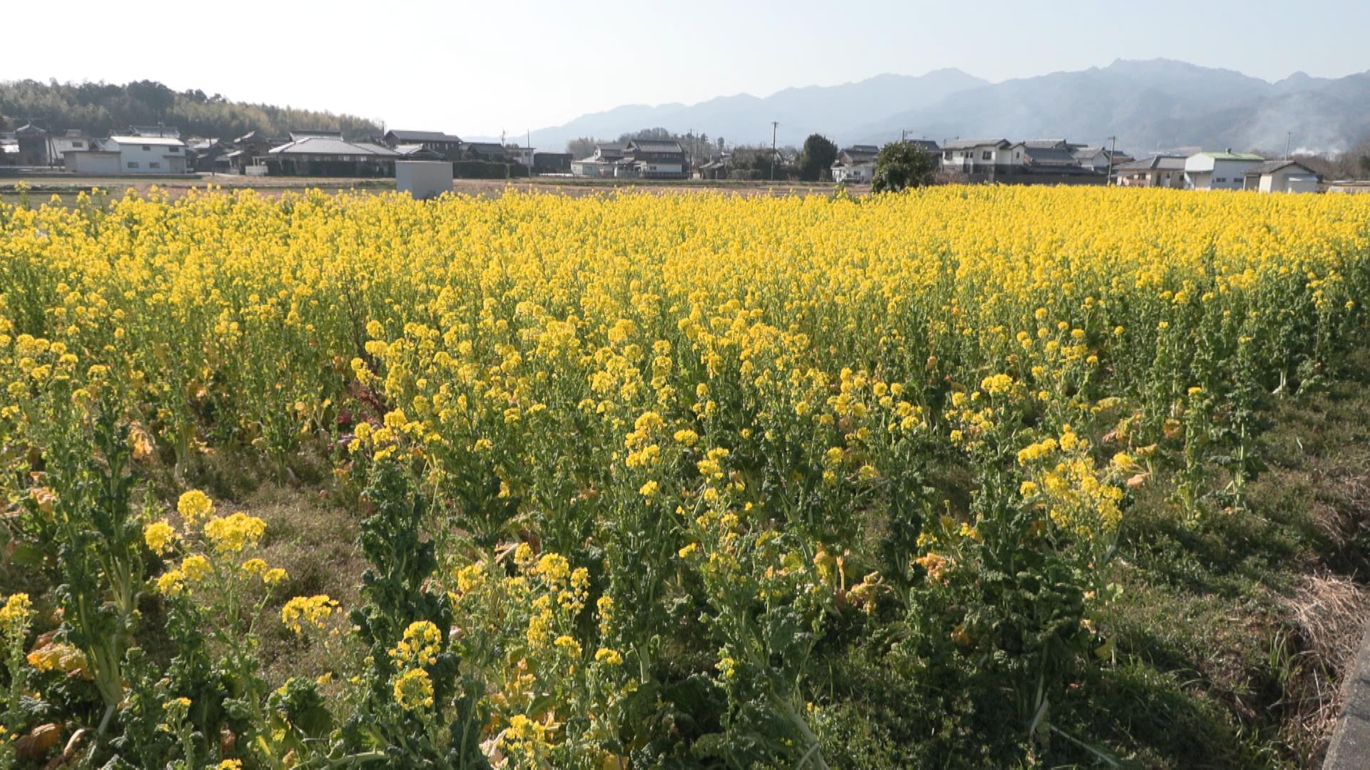 休耕地で菜の花が満開