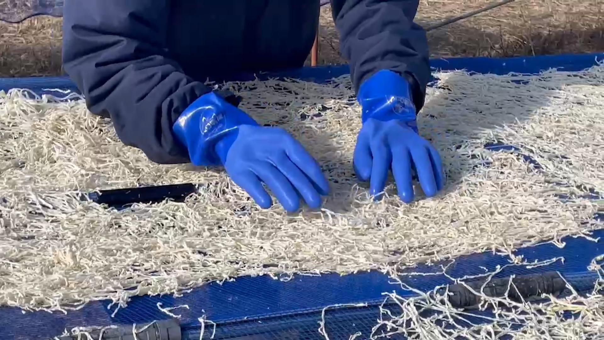 「甘くておいしい」　切り干し大根づくり最盛期　