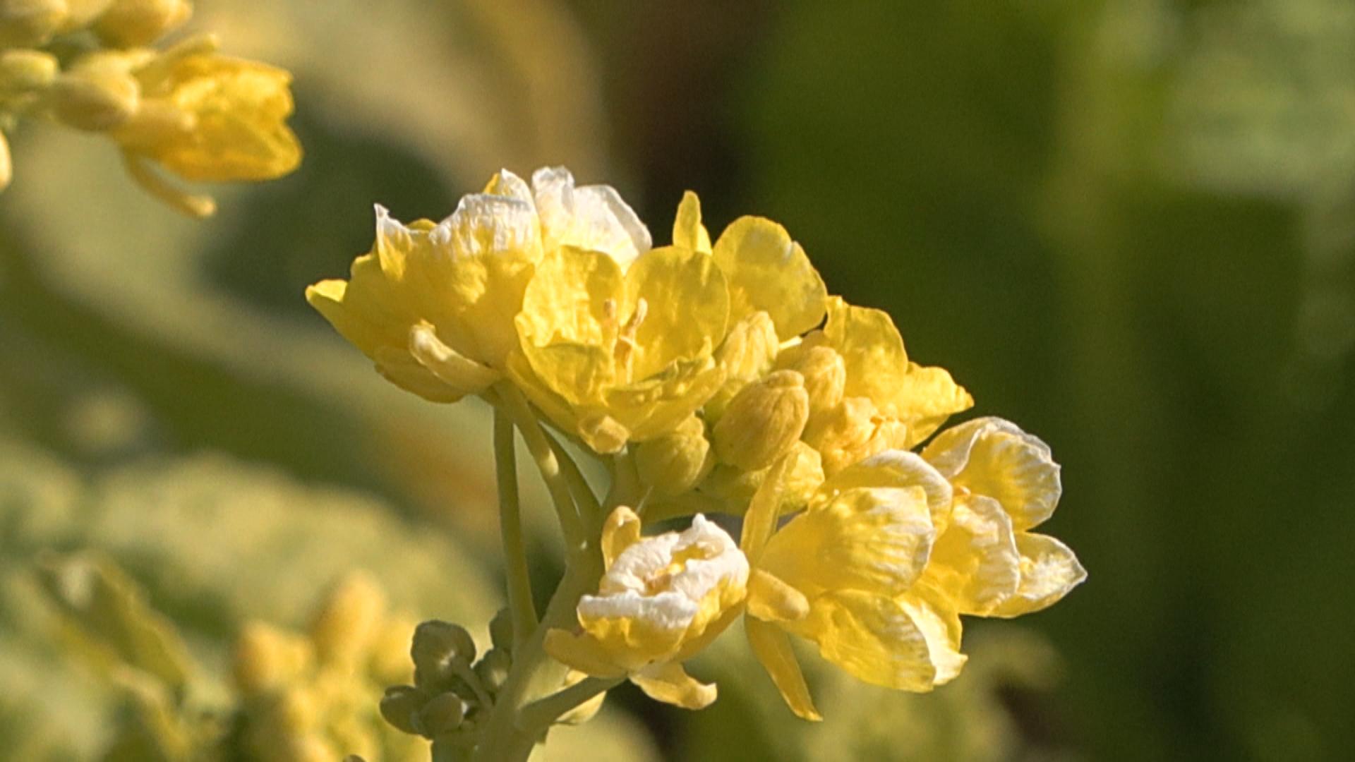 菜の花咲き始める　今月中旬に見頃