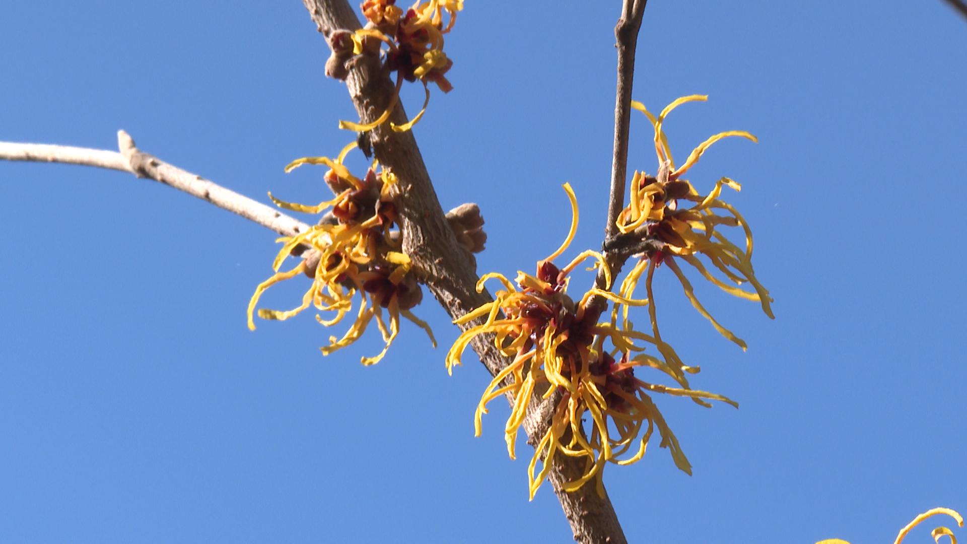 「春の先駆け」マンサク満開　海山郷土資料館の中庭で黄色の花が見ごろ