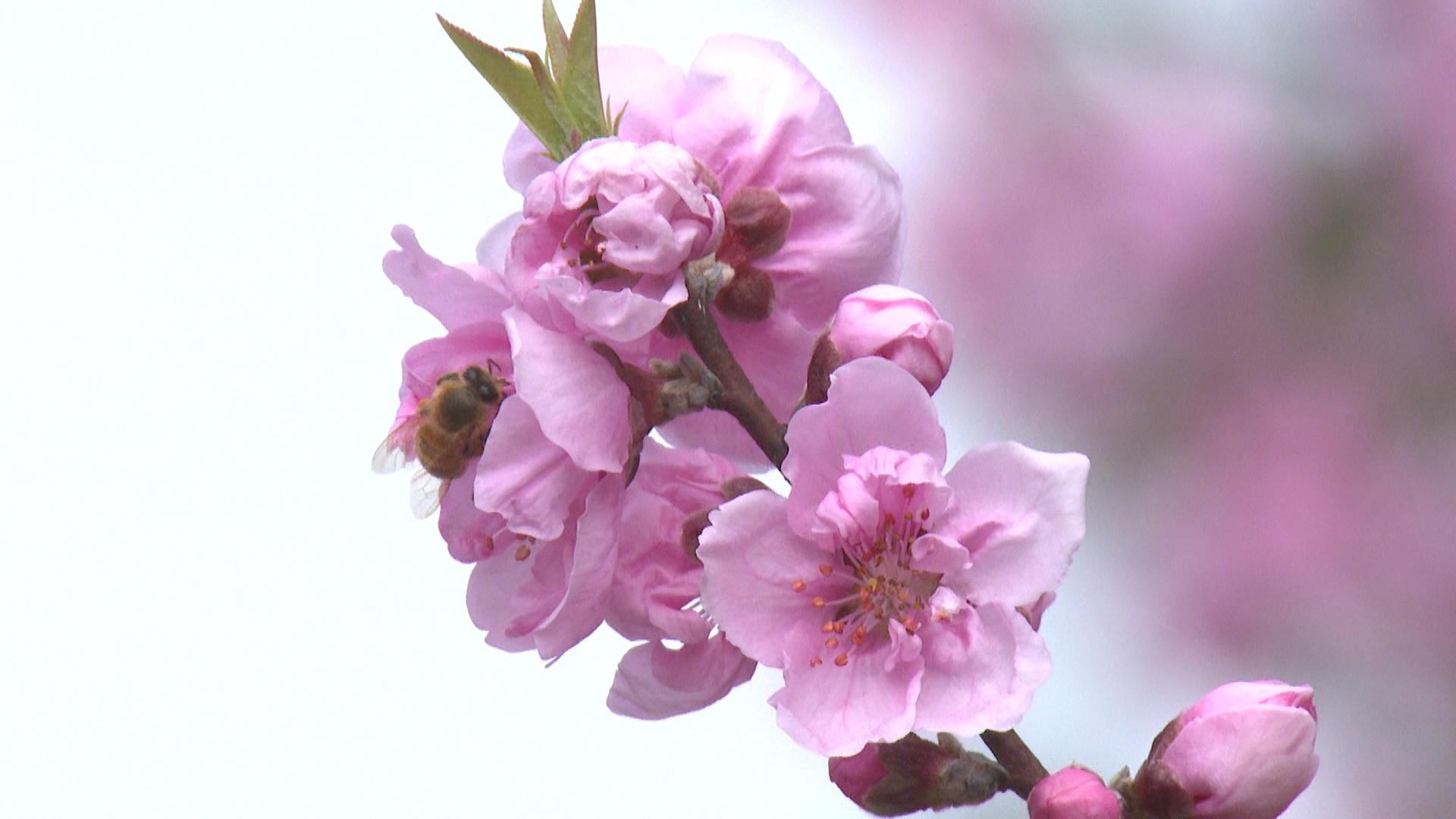 亡き夫との思い出ともに　春の気配　「花桃」見ごろ