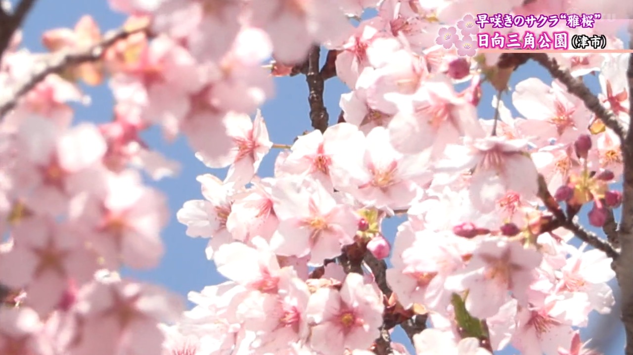 皇后・雅子さまのご成婚を記念して名づけられた「雅桜」満開　三重・津市日向三角公園