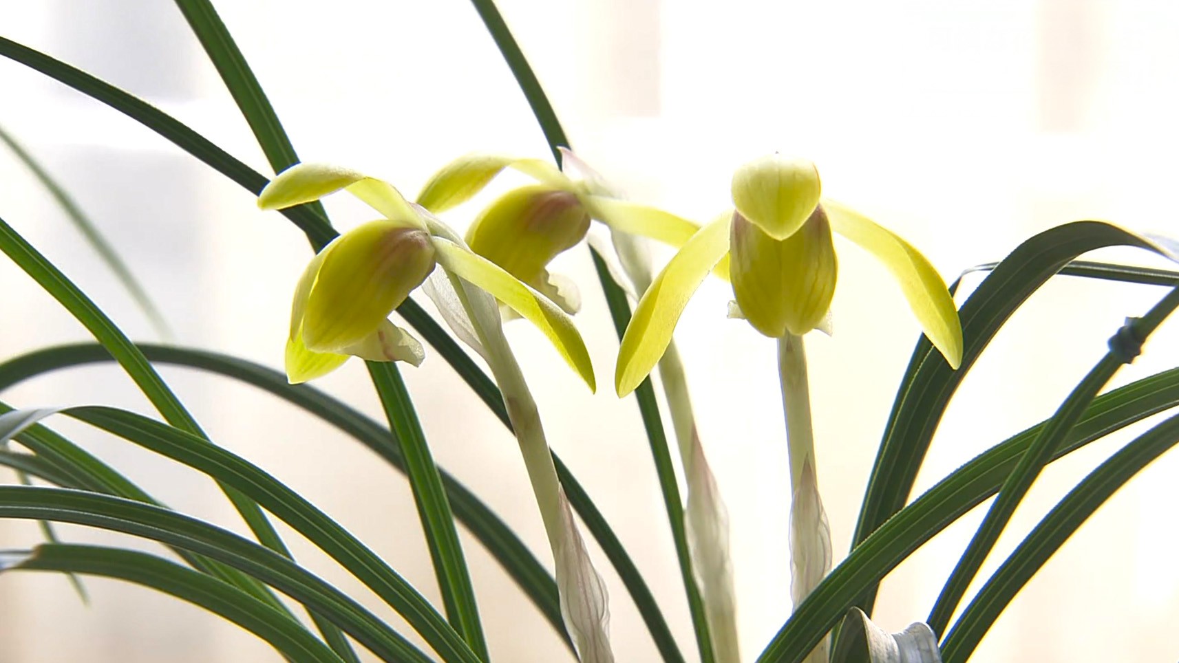 愛好家自慢の逸品ずらり　東洋蘭「春蘭」の展示会　楚々とした美しさに心和む