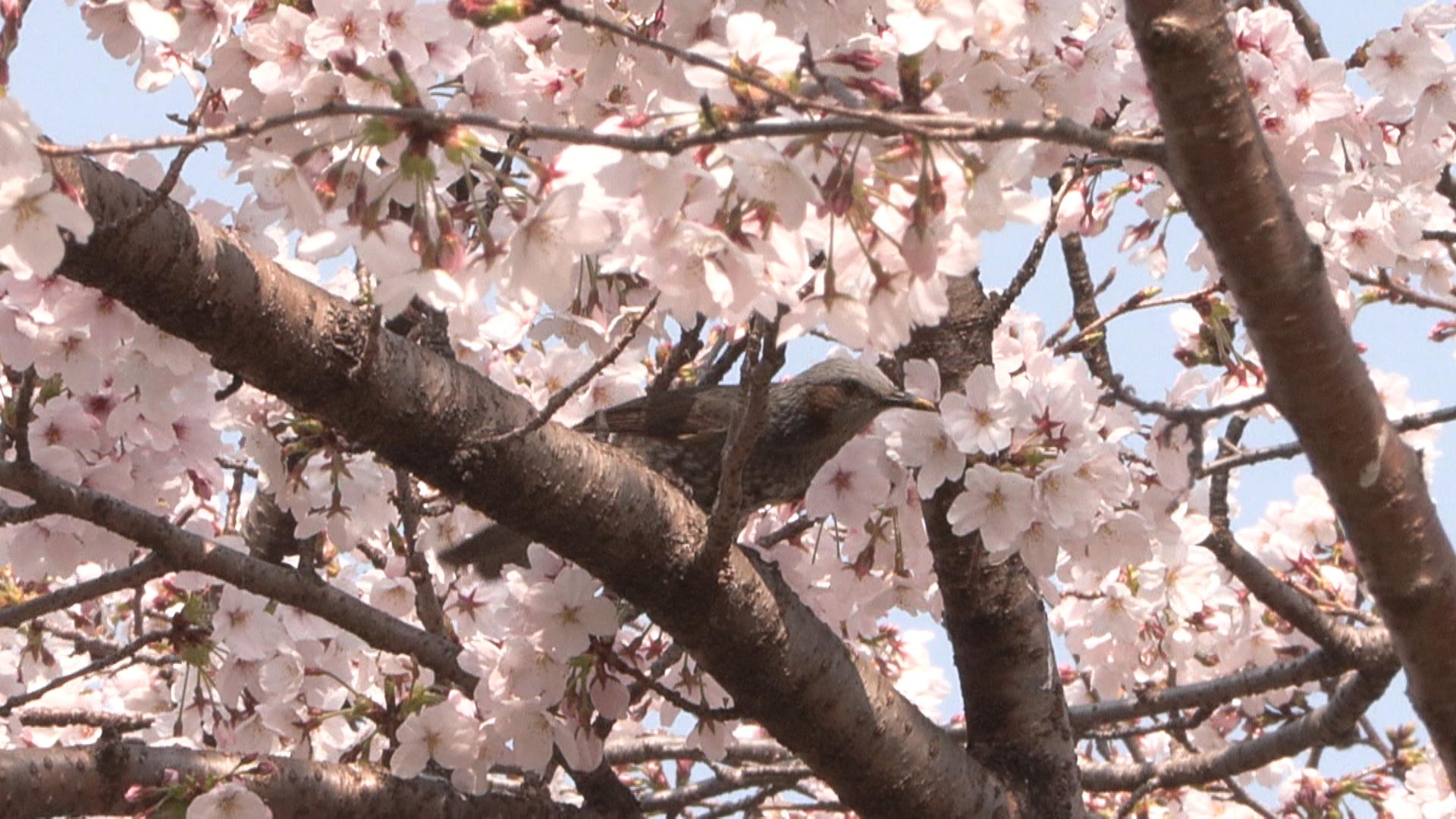 お城公園のソメイヨシノ見頃に　