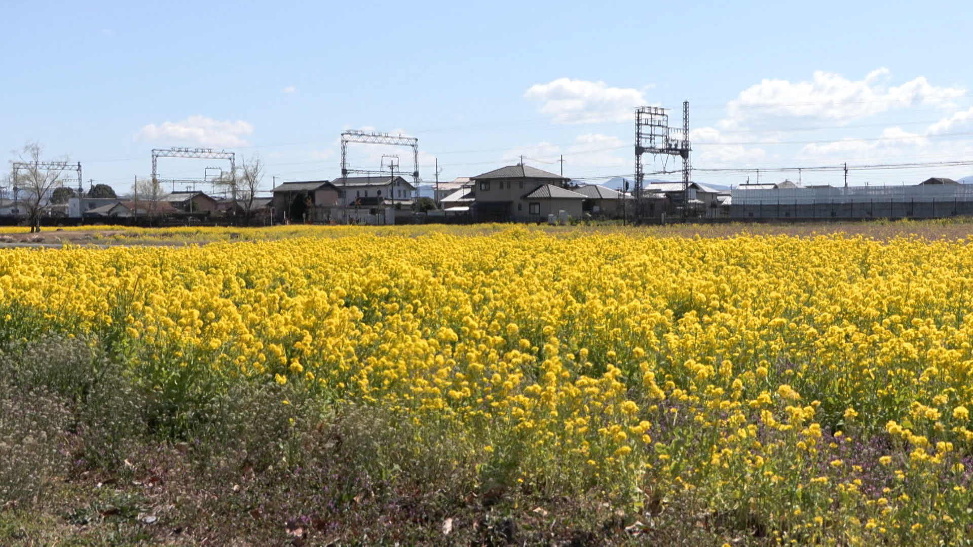 一面の黄色いじゅうたん　斎宮跡周辺で菜の花満開　
