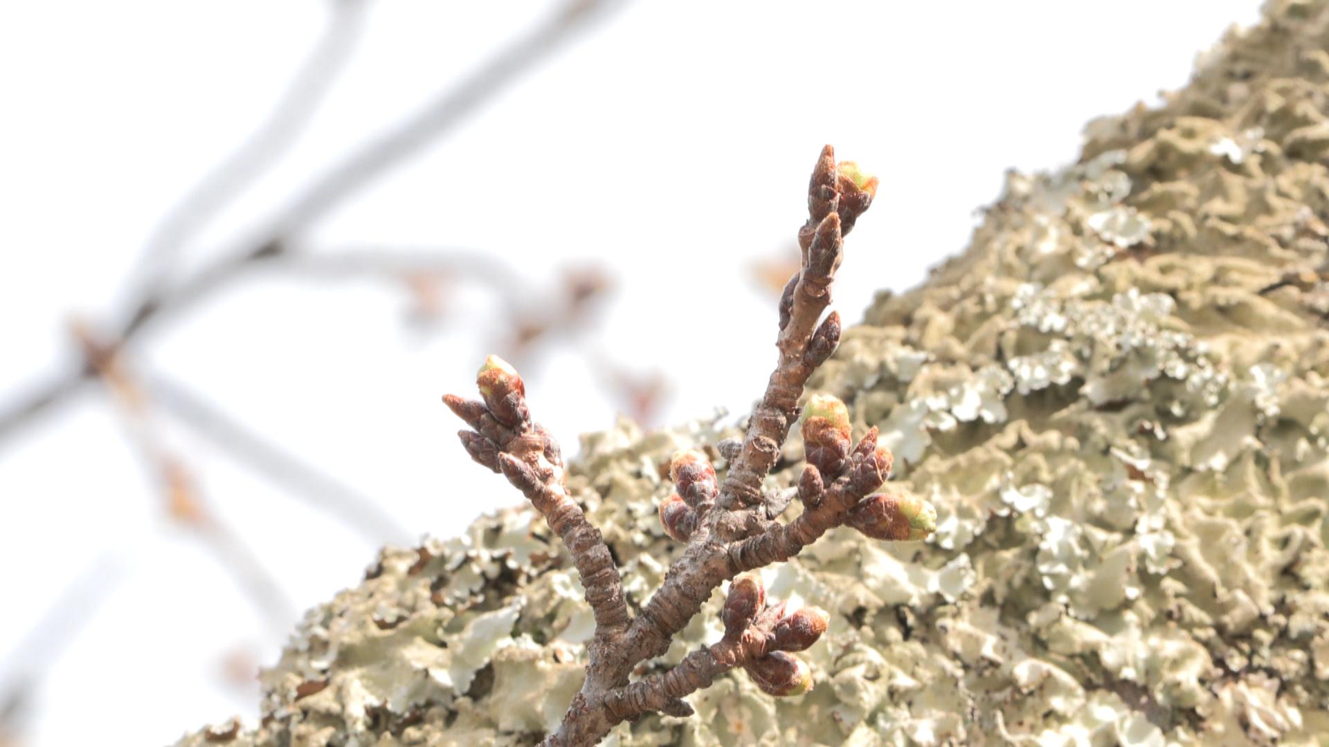 桜開花はいつ？津の標本木はつぼみ膨らむ　