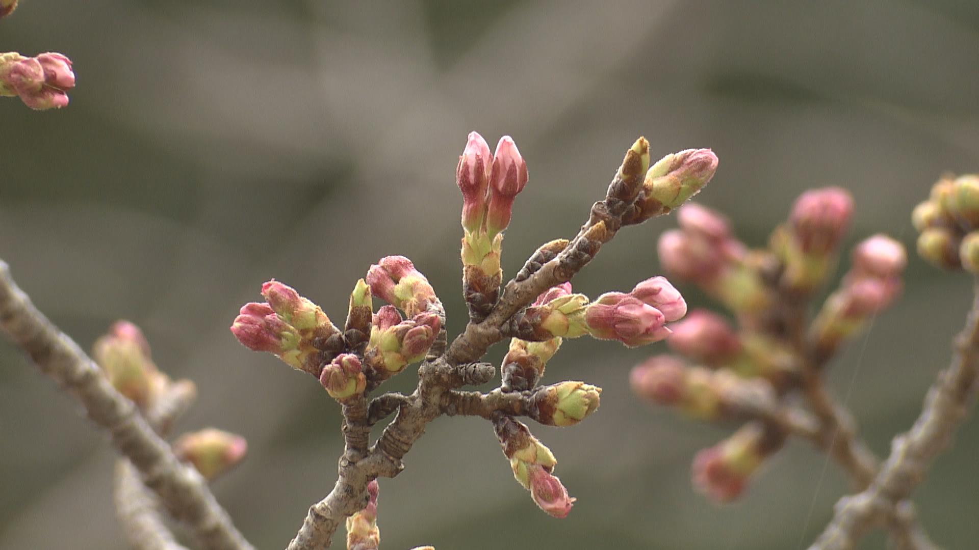岐阜と愛知で平年より早く桜の開花　三重の開花は？