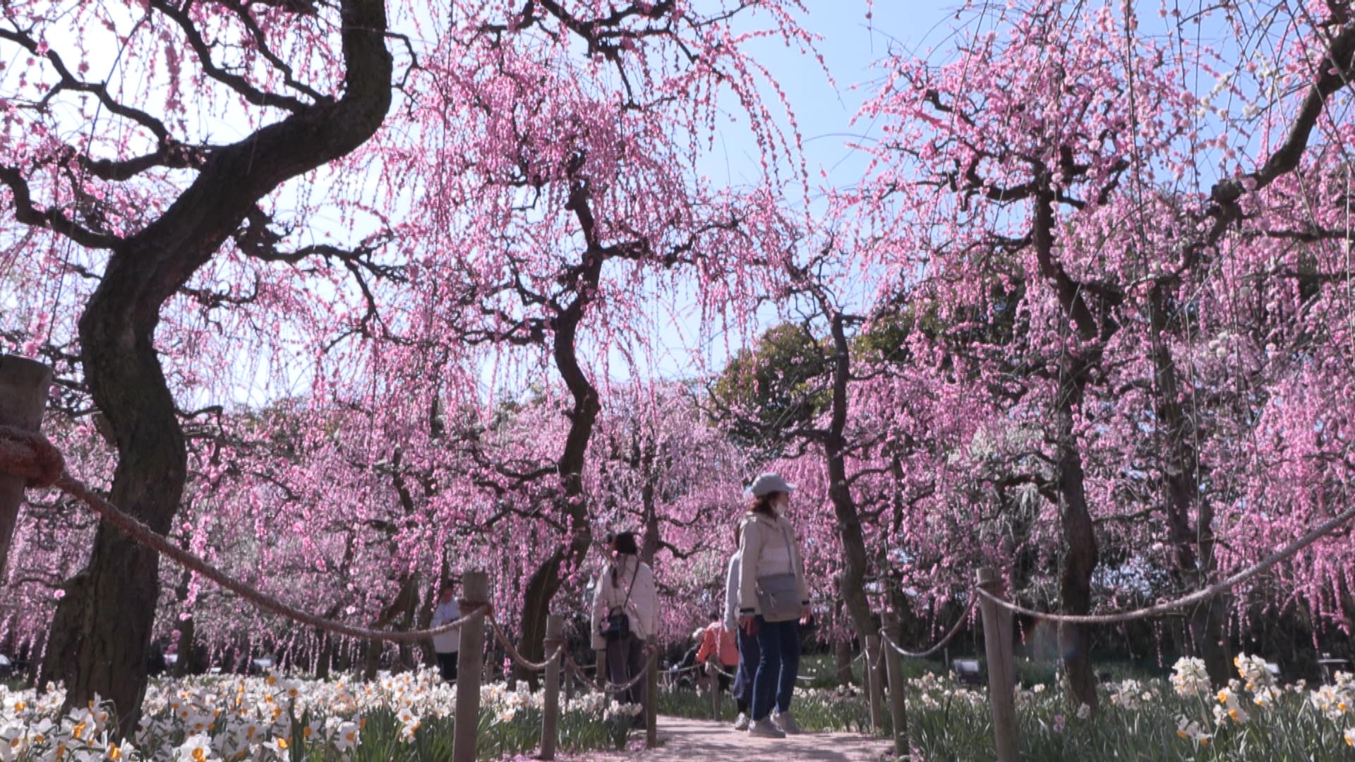 夜にはライトアップも　しだれ梅、河津桜が見頃　