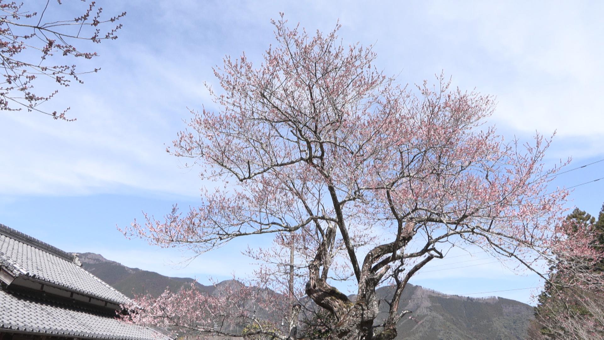 ウグイスも共演　春谷寺の「エドヒガン桜」がほころび始める　