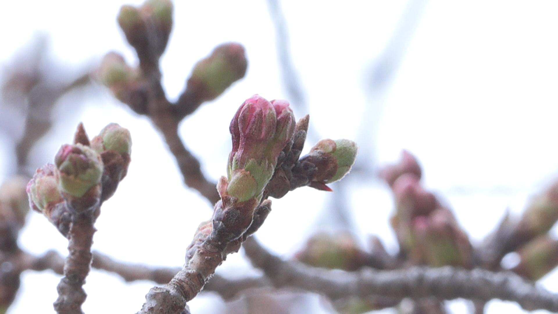 ソメイヨシノ　三重県での開花は？