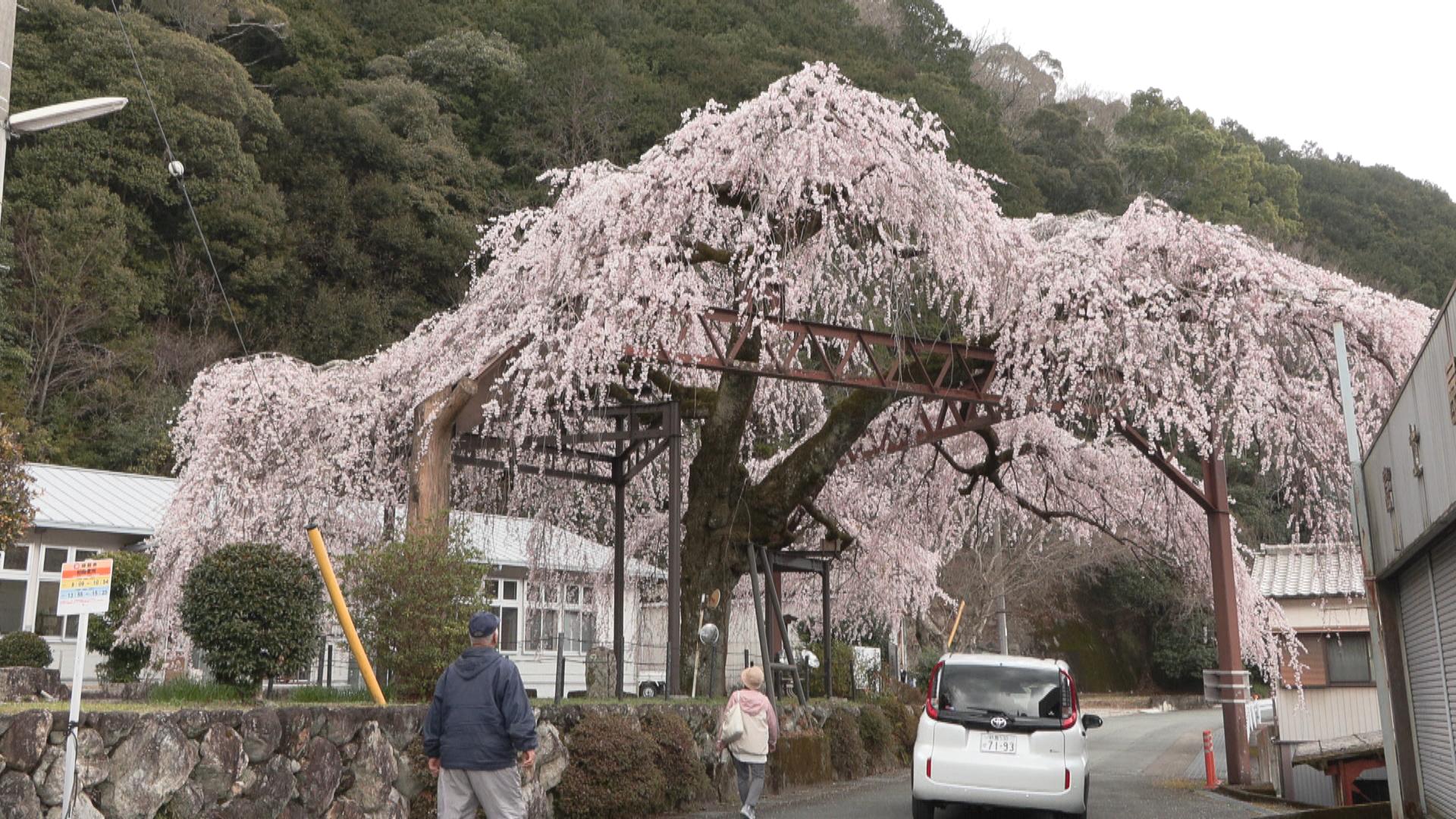 天気が良ければあと数日　樹齢150年超のしだれ桜が満開　